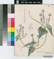 Ceropegia meyeri Decne.