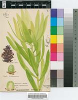Leucadendron stokoei E.Phillips