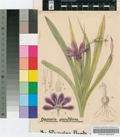 Sparaxis grandiflora (D.Delaroche) Ker Gawl.