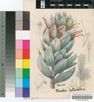 Mimetes hottentoticus E.Phillips & Hutch.