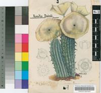 Hoodia bainii Dyer