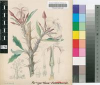 Pachypodium saundersii N.E.Br.
