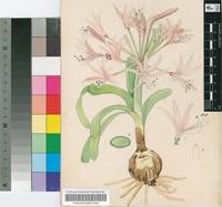 Nerine lucida (Herb.) Herb.
