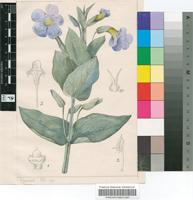 Thunbergia natalensis Hook.