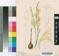 Gladiolus trichostachys Baker