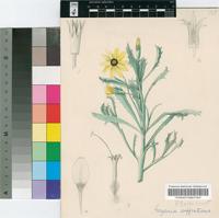 Gazania suffruticosa Muschl.