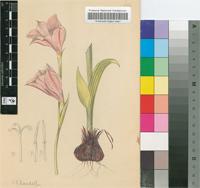 Gladiolus hirsutus Jacq.