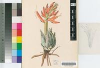 Aloe longistyla Baker