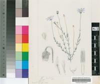 Aster barbatus (DC.) Harv.