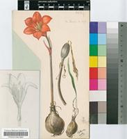 Cyrtanthus balenii E.Phillips