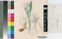 Babiana obliqua E.Phillips