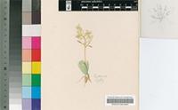 Bulbine mesembryanthoides Haw.