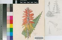 Aloe melanacantha A.Berger