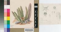 Stapelia rufa Masson