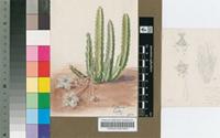 Stapelia glabricaulis N.E.Br.