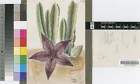 Stapelia grandiflora Masson