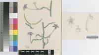 Ceropegia cimiciodora Oberm.
