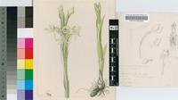 Centrostigma schlechteri (Kraenzl.) Schltr.