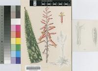 Aloe pongolensis Reynolds