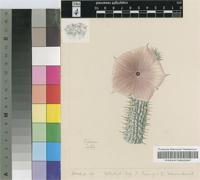 Hoodia rosea Oberm. & Letty