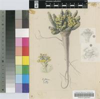 Euphorbia gatbergensis N.E.Br.