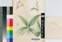Streptocarpus rexii (Bowie ex Hook.) Lindl.