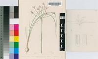 Nerine gracilis R.A.Dyer