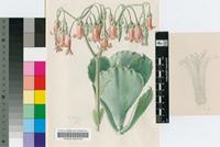 Cotyledon mucronata Lam.