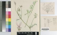 Pelargonium bechuanicum Burtt Davy