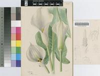 Zantedeschia albomaculata (Hook.) Baill. subsp. albomaculata