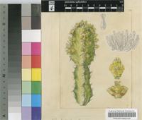 Euphorbia pseudocactus A.Berger