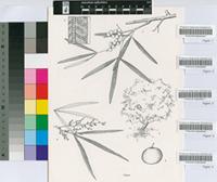 Rhus lancea L.f.