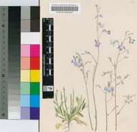 Lobelia rosulata S.Moore