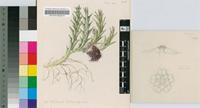 Stapelia macloughlinii I.Verd.