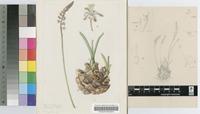 Urginea delagoensis Baker