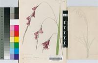 Dierama reynoldsii I.Verd.