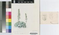 Crassula hemisphaerica Thunb.