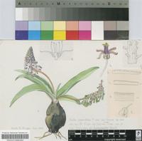 Scilla asperifolia Van der Merwe