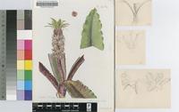 Eucomis vandermerwei I.Verd.