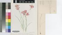 Ixia cochlearis G.J.Lewis