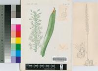 Urginea epigea R.A.Dyer