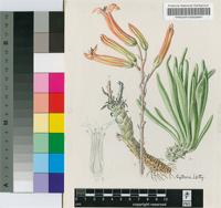 Cotyledon grandiflora Burm.f.