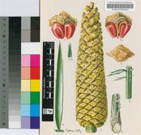 Encephalartos umbeluziensis R.A.Dyer