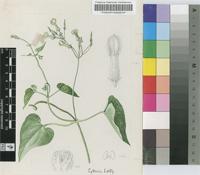 Riocreuxia polyantha Schltr.