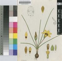 Romulea atrandra G.J.Lewis var. luteoflora M.P.de Vos