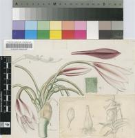 Crinum bulbispermum (Burm.f.) Milne-Redh. & Schweick.