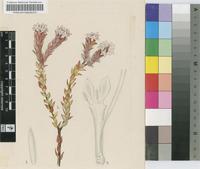 Lonchostoma myrtoides (Vahl) Pillans