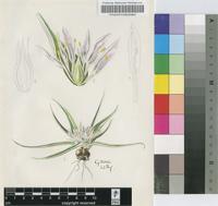 Androcymbium roseum Engl.
