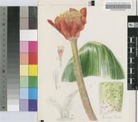 Haemanthus coccineus L.