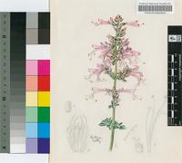 Syncolostemon densiflorus Benth.